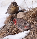 ���� �������� �������